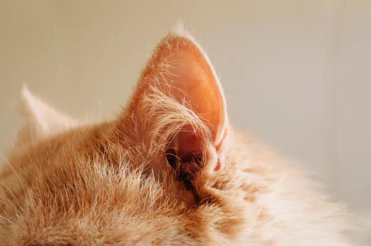 pourquoi mon chat est il chauve devant ses oreilles scientifiques ont finalement trouvé la réponse