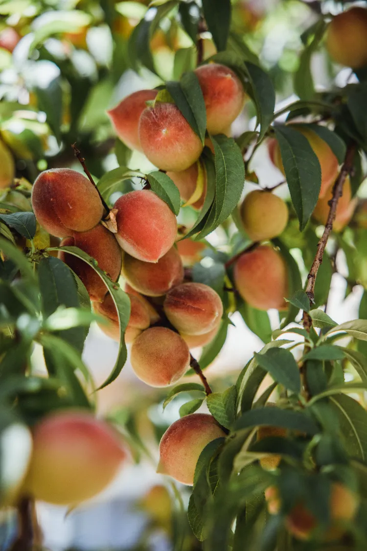 pourquoi planter ail pied arbres fruitiers cloque printemps pechier amandier abricotier