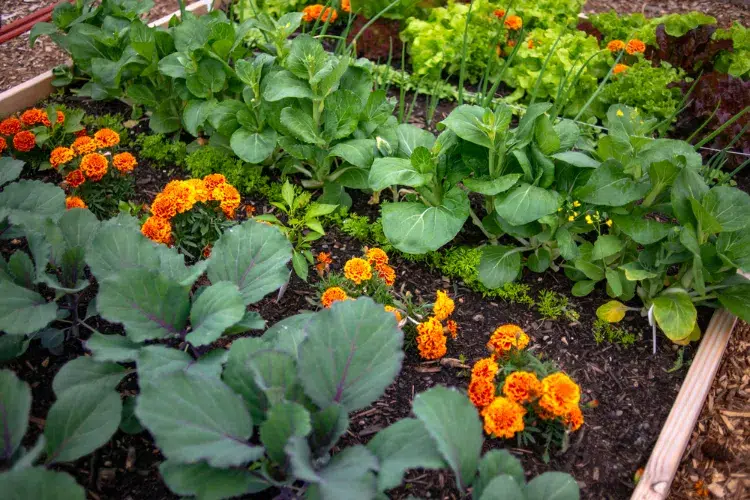pourquoi planter des tagètes au jardin quand semer comment faire quels bienfaits fleurs