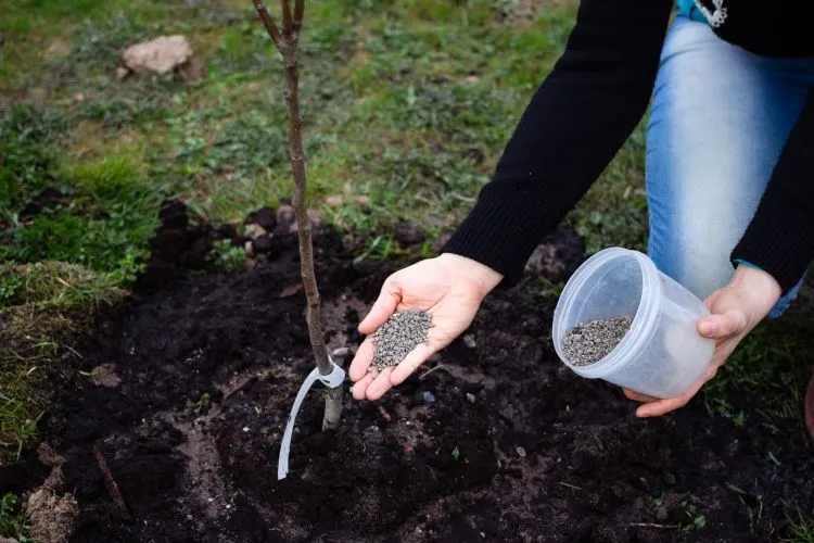 pourquoi tuteurer un jeune arbre planter trou correspondant profondeur largeur tronc