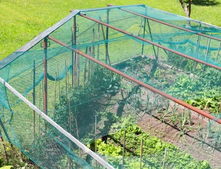 prévenir les chenilles vertes dans le jardin étendre filet empêcher papillons pondre œufs