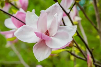 quand couper les fleurs de magnolia après floraison doit on comment tailler printemps été fanées ievgeniia dadabaieva shutterstock