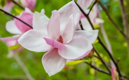 quand couper les fleurs de magnolia après floraison doit on comment tailler printemps été fanées ievgeniia dadabaieva shutterstock