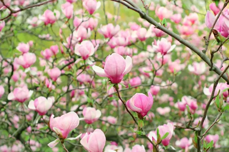 quand couper les fleurs de magnolia après floraison faut il tailler magnolia caduc persistant comment 
