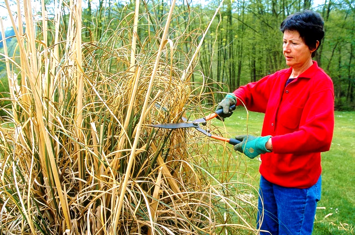 quand et comment tailler l'herbe de la Pampa facilement