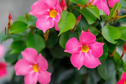 quand mettre de l'engrais au dipladénia comment fertiliser naturel terre de bruyère wut moppie shutterstock