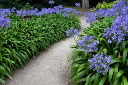 quand multiplier les agapanthes diviser faire des boutures fleurs svetlana zhukova shutterstock