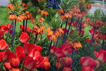 quand planter la couronne impériale plante endémique protégée loi certaines régions