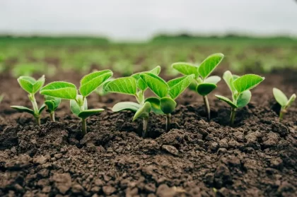 quand planter les legumineuses quel mois meilleure periode semis jardin