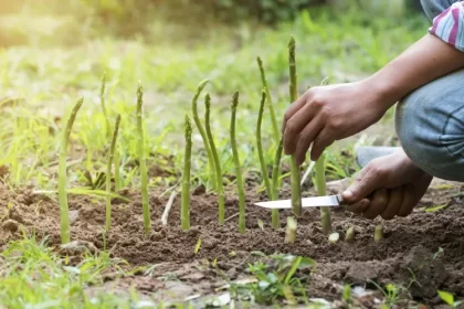 quand récolter les asperges attrait légumes réside goût bienfaits soins cohérents récolte