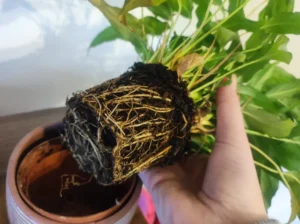 quand rempoter le spathiphyllum comment faire signes il faut changer pot