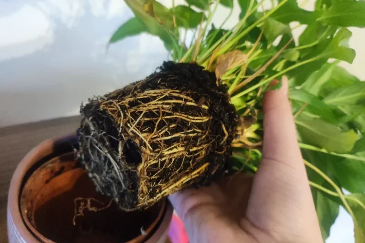 quand rempoter le spathiphyllum comment faire signes il faut changer pot