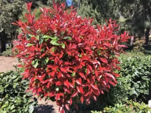 quand tailler les photinias exposition ensoleillée mi ombre bon drainage adaptable sol