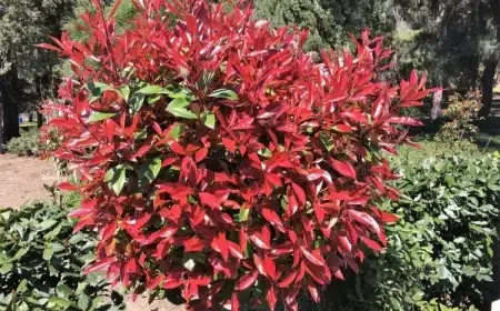 quand tailler les photinias exposition ensoleillée mi ombre bon drainage adaptable sol