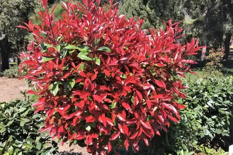 quand tailler les photinias exposition ensoleillée mi ombre bon drainage adaptable sol