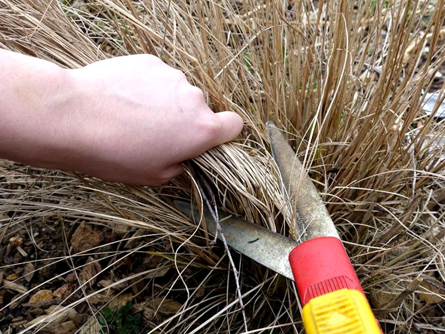 quand tailler l'herbe de la Pampa correctement
