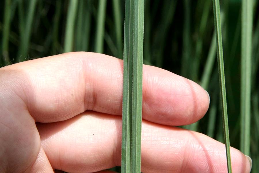 quand tailler l'herbe de la Pampa