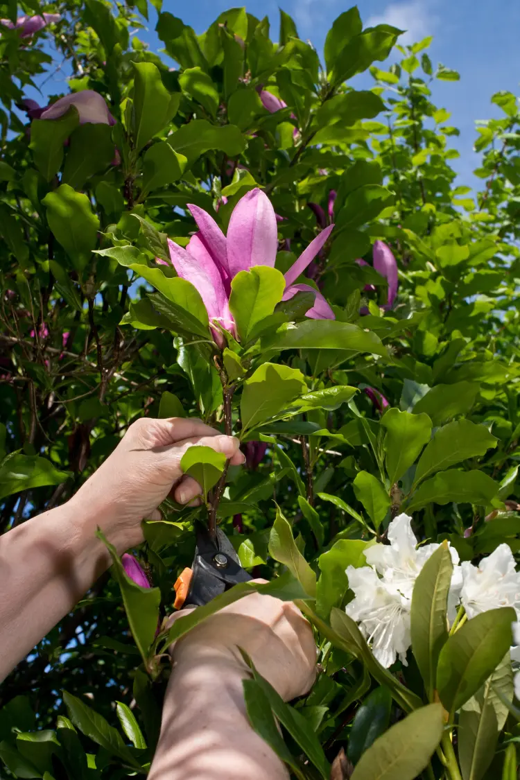quand tailler un magnolia comment quelle période persistant caduc
