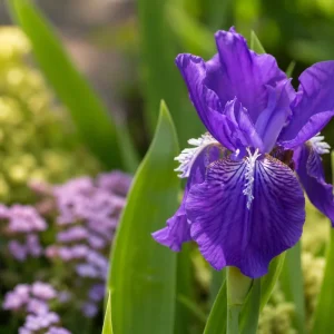 que mettre au pied des iris printemps association plantes compagnes michael j phelan shutterstock