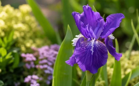 que mettre au pied des iris printemps association plantes compagnes michael j phelan shutterstock