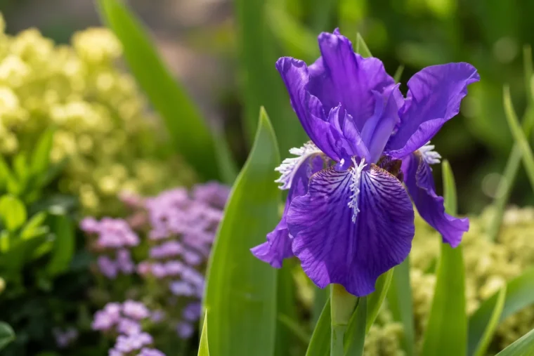 que mettre au pied des iris printemps association plantes compagnes michael j phelan shutterstock