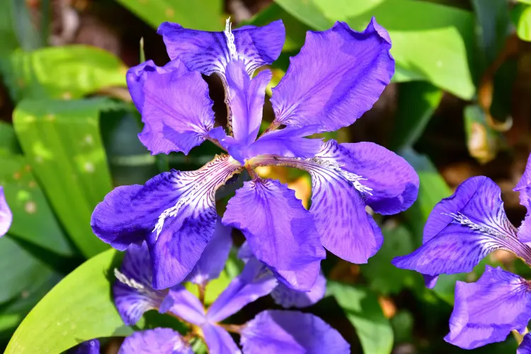 que mettre au pied des iris printemps association plantes compagnes 