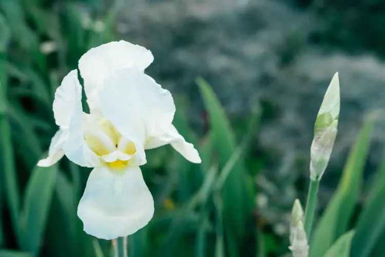 que mettre au pied des iris quand planter bulbes engrais naturel 