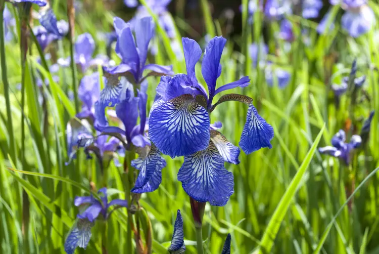 que mettre au pied des iris quelle association lavande agapanthe quand planter 