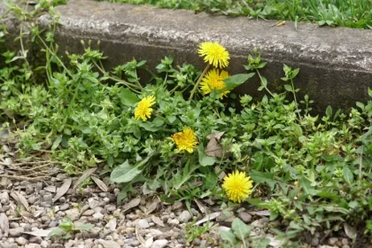 que mettre au sol pour éviter les mauvaises herbes paillis désherber plantes anti toile geotextile aleksandar cholanchevski shutterstock