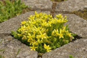 que planter entre les dalles sedum acre