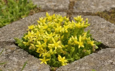 que planter entre les dalles sedum acre