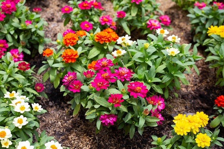 que semer au jardin d ornement en avril plus belles fleurs à planter chez soi