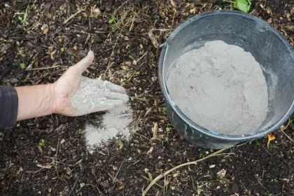 quel arbre aime la cendre de bois fruitiers quand appliquer engrais fertiliser la huertina de toni shutterstock