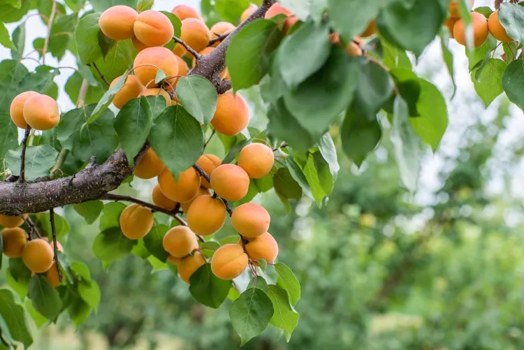 quel arbre donne des fruits le plus vite variétés espèces longévité récolte contrecarrer alternance