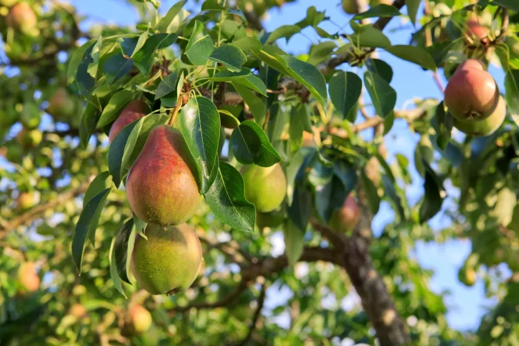 quel arbre donne des fruits le plus vite verger pérenniser dépend espèces climat soins