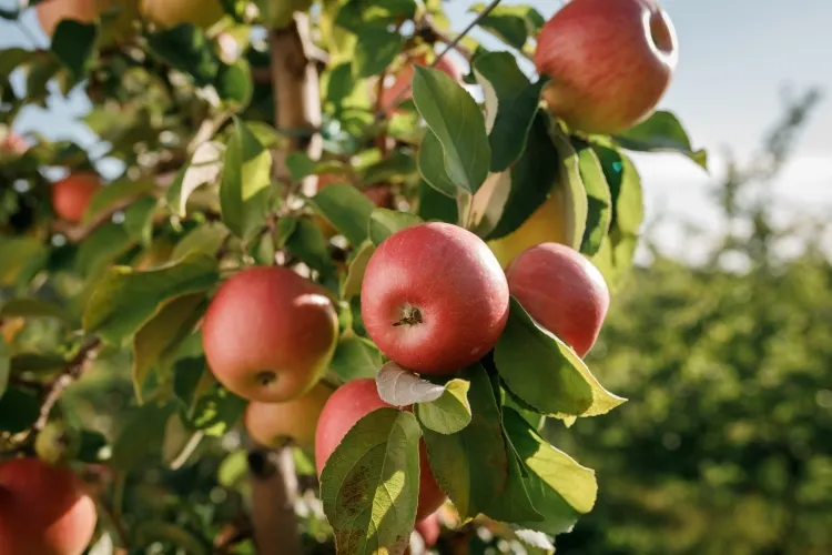 quel arbre fruitier donne des fruits le plus vite longévité entre dix cent ans soins conditions climat