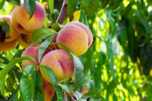 quel arbre fruitier donne des fruits le plus vite pêcher pousse vite donne fruits vulnérables maladies