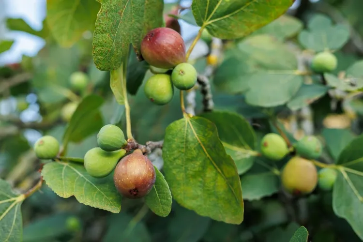 quel arbre fruitier donne des fruits le plus vite quels critères sélectionner arbre fruitier pollinisation