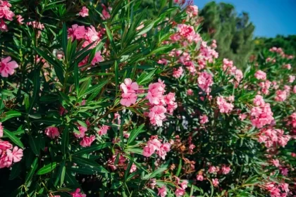 quel arbuste associer avec le laurier rose jardin plantes compagnes shutterstock