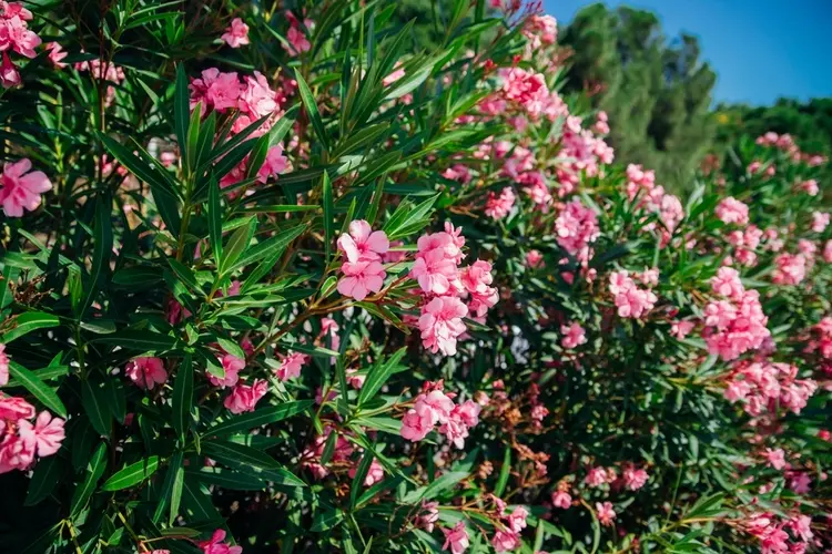 quel arbuste associer avec le laurier rose jardin plantes compagnes
