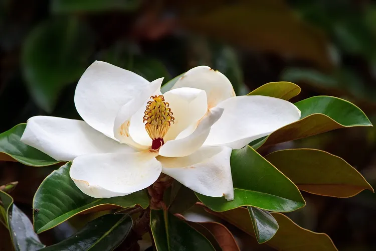 quel arbuste fleurs pour border une allée jardin magnolia grandiflora