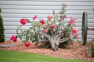 quel couvre sol au pied des rosiers paillis vegetaux mineral lavande menthe