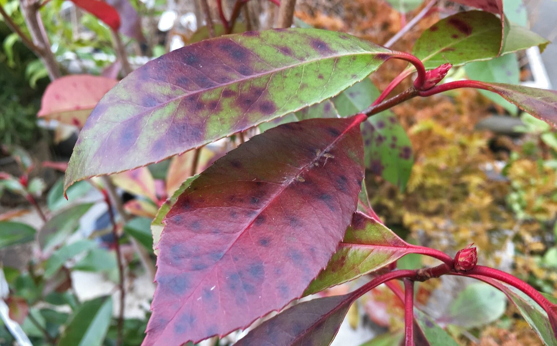 quel engrais pour les maladies du photinia