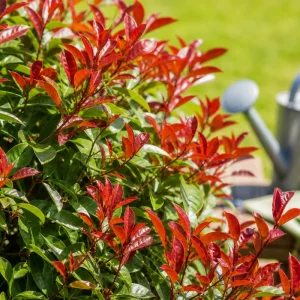 quel engrais pour photinia