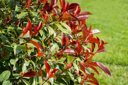 quel engrais pour photinia