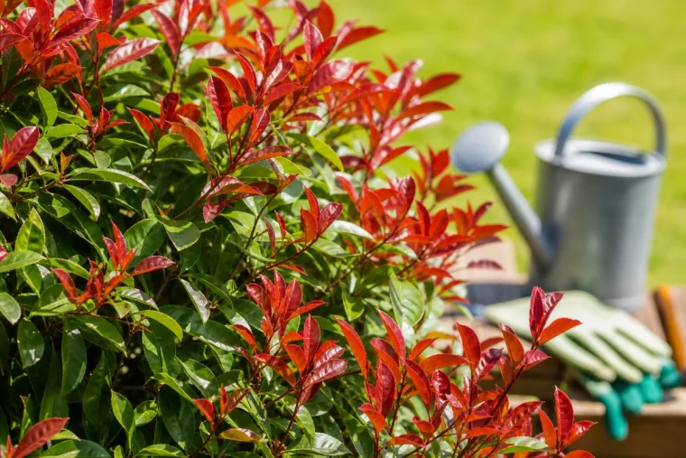 quel engrais pour photinia