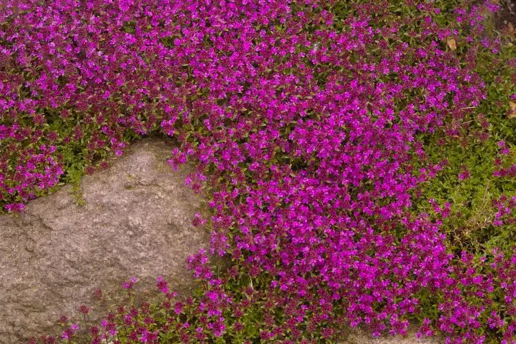 quel est le meilleur couvre sol persistant fleuri rocaille anri mauvaises herbes thym 