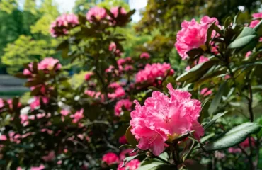 quel est le meilleur engrais pour rhododendron naturel quand comment fertiliser printemps tailler filip dinev shutterstock
