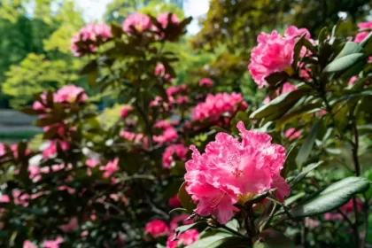 quel est le meilleur engrais pour rhododendron naturel quand comment fertiliser printemps tailler filip dinev shutterstock