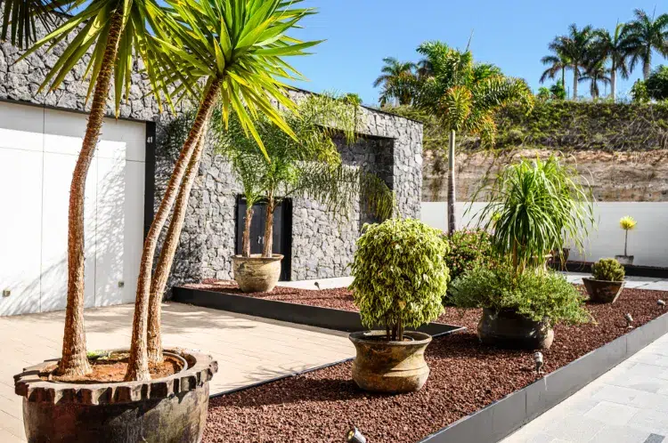 quel palmier en pot pour extérieur choisir terrasse jardin plein soleil entretien facile